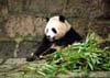 Giant Panda