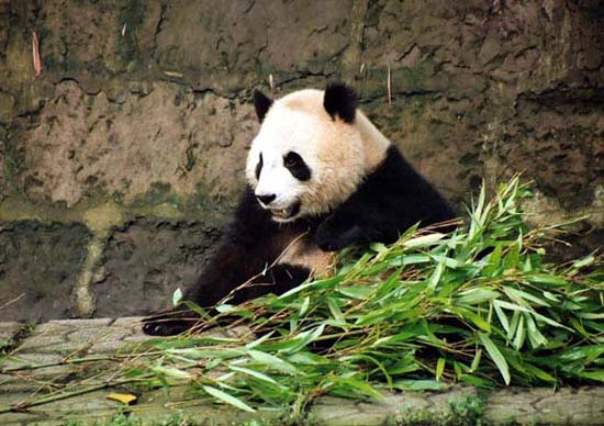 Giant Panda