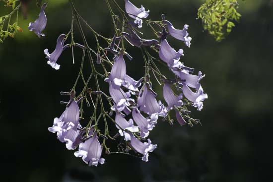 Jakaranda Blossom