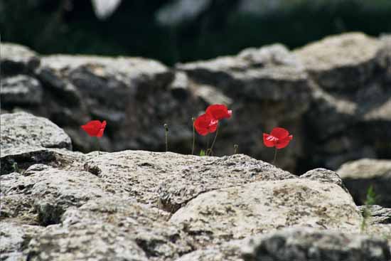 Poppies