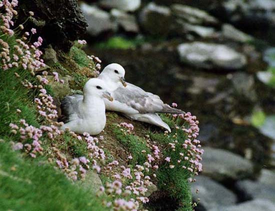 Fulmars